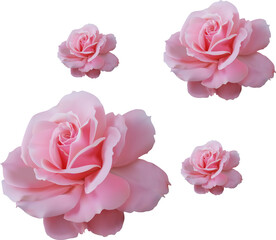 romantic floral pattern on a white