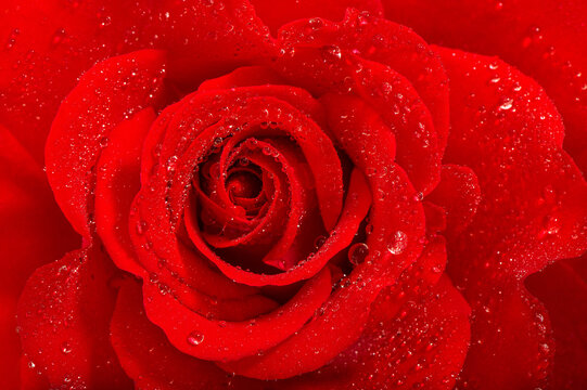 Red rose flower water drops Floral background