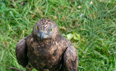 European honey buzzard (Pernis apivorus)