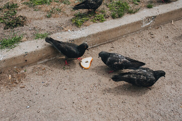 Obraz premium Several hungry pigeons on the street, walk on the asphalt and eat pieces of bread. Feeding the birds. Photography, concept.