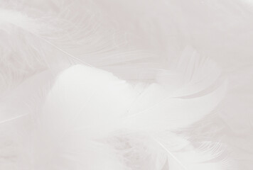 Fototapeta na wymiar Beautiful abstract gray feathers on white background and soft white feather texture on white pattern and gray background, smooth feather background, black banners