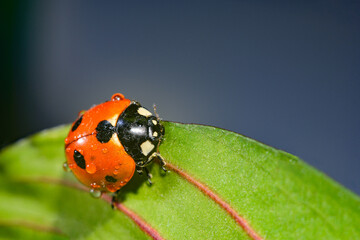 Ladybug with drops of water crawling on a leaf.