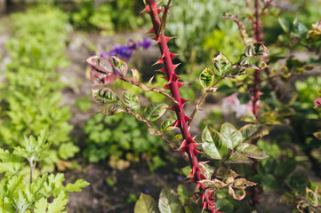 A branch of a beautiful rose with red thorns closeup. Photography, concept.