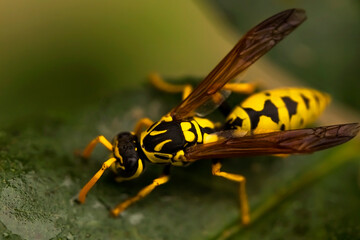 Wasp. Ultra macro photo. Wasp on a green leaf. Parts of the body of a wasp close-up. Insect close-up. Yellow pattern on the black body of a wasp. Green background