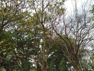 Tree in the forest