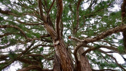 Mammutbaum - Nahaufnahme von unten