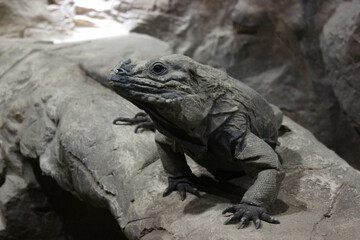 A Monitor Lizard Sits In A Cave On The Stones And Stares Intently At The Camera