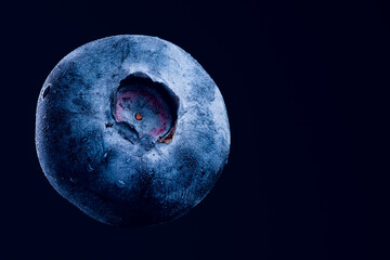 One blueberry closeup isolated on dark blue background. Very detailed macro shoot with subject on left. Copy space on right