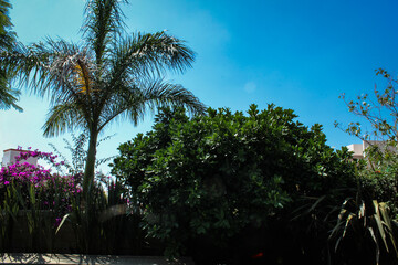 Fototapeta na wymiar palm trees in the evening