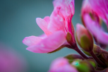 Micro close ups of flowers