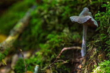 magical mushrooms in the fall