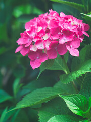 Fototapeta premium 様々な種類のカラフルな初夏の美しいアジサイ