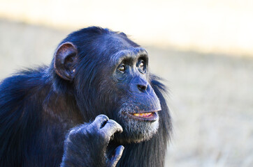 a chimpanzee portrait