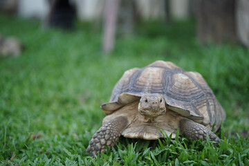 Fototapeta premium Centrochelys sulcata