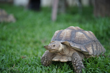 Fototapeta premium Centrochelys sulcata