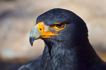 close up of a Verreaux's Eagle