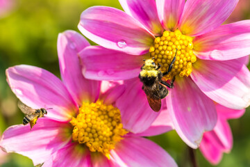 A bumble bee on a pink flower