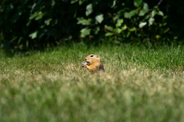 Naklejka na ściany i meble Prairie dog, ground squirrel, gopher eating in his natural habitat.