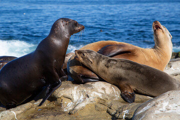 Naklejka premium sea lion on the beach, nature, animals, water, sea, America, 