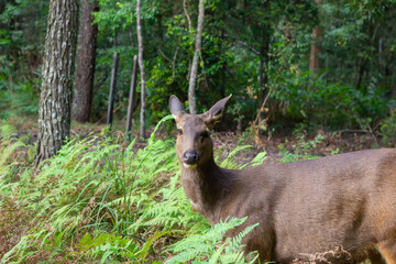 Selective focus Wild deer in forest,Brown deer,Wildlife is living near trees.