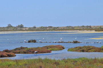Flamingos at Salinas of Cabo de Gata, Almeria, Spain