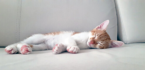 cat sleeping on the floor