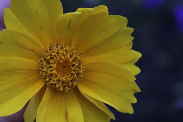 flora flower large yellow flower close up top view with yellow middle on dark background