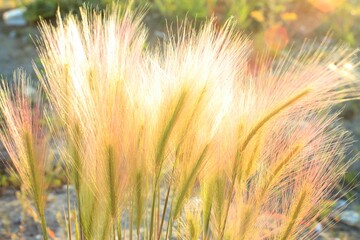 Golden spikes of plants in summer