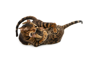 Two cats fight and bite each other. Isolated on white background.