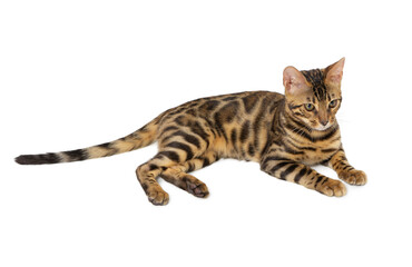 Cute 5 month old Bengal kitten with large rosettes isolated on white background.