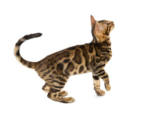 Cute 5 month old Bengal kitten with large rosettes isolated on white background.