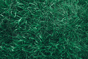 Fresh green grass with drops of dew as a background image. Top view. Copy, empty space for text