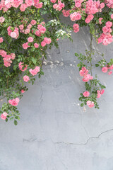 pink rose bushes on a stucco wall with copy space