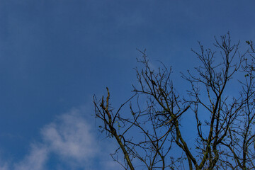 Obraz premium tree against the blu sky
