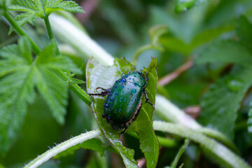 Raindrops fall over insects.