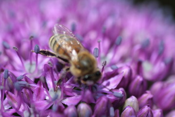Close up of a bee in a flower
