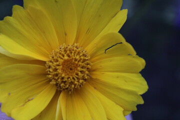 flora flower large yellow with a dark orange center on a dark blue background close up with space for text