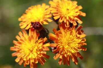 yellow flowers close up
