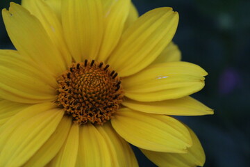 the flower is large yellow bright close up on a dark background with an insect fly on the petal