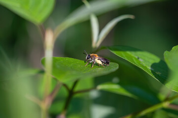 The single bee on the leave at summer