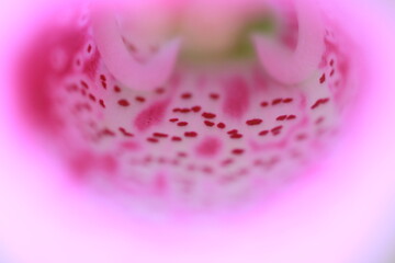 Close up pink flower
