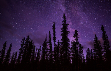 Silhouette Pine Forest Under Milky Way Galaxy And Stars