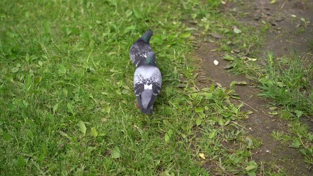 Pigeons can't share a piece of white bread, they walk on the green grass and try to eat it