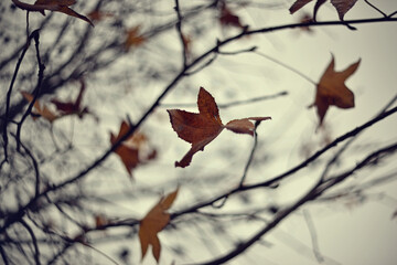 close up of leaves on liquidambar trees on foggy day