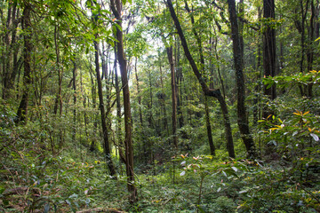 Tropical jungle wet forest