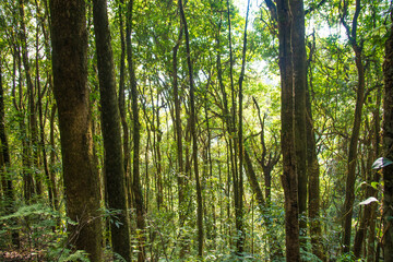 Fototapeta na wymiar Tropical jungle wet forest