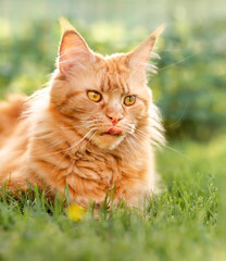 Naklejka na ściany i meble Female red solid maine coon cat lying on green grass and licking. Beautiful brushes on ears. Closeup