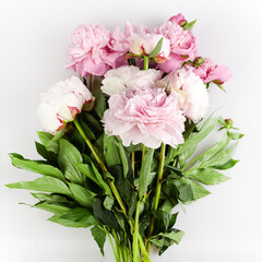 Beautiful pink peonies branch on white background. Pink floral background.
