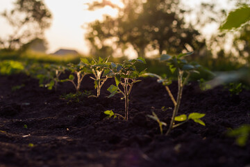 Tomato seedlings, Planting or tending to a young tomato plant