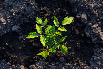 Tomato seedlings, Planting or tending to a young tomato plant